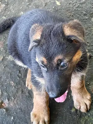 1-3 Month Male Purebred German Shepherd