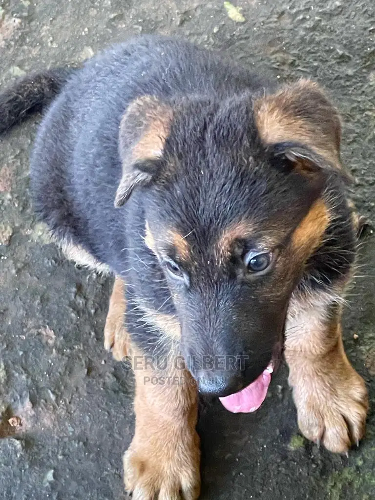 1-3 Month Male Purebred German Shepherd