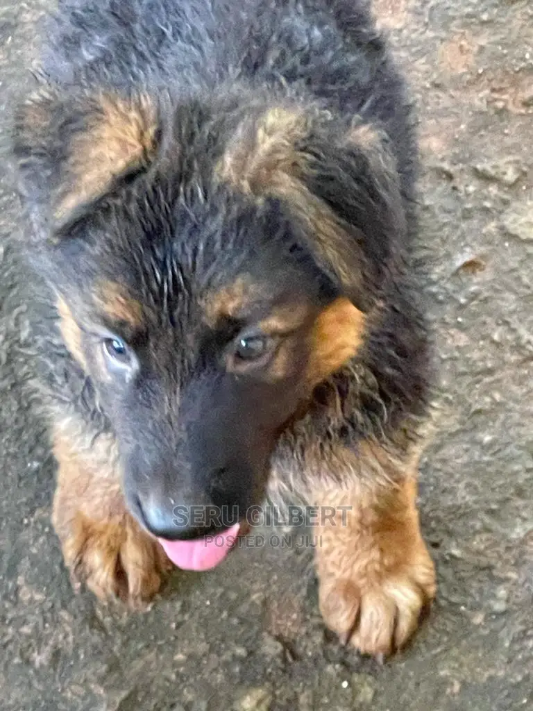1-3 Month Male Purebred German Shepherd