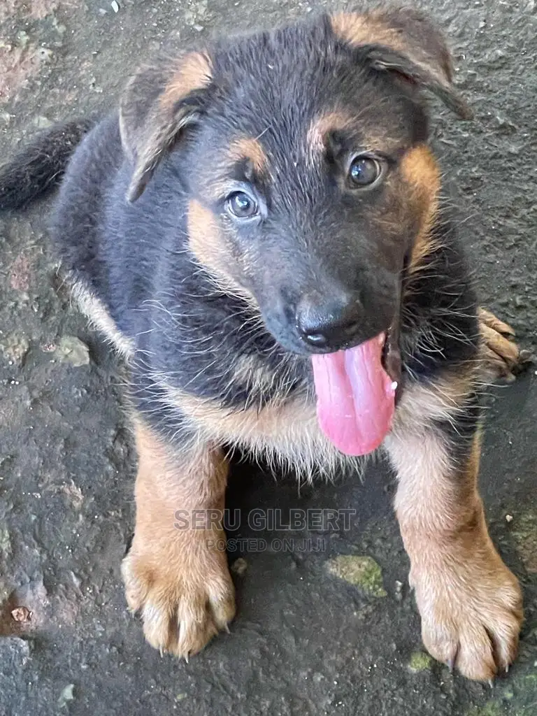 1-3 Month Male Purebred German Shepherd