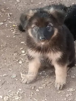 1-3 Month Male Purebred German Shepherd