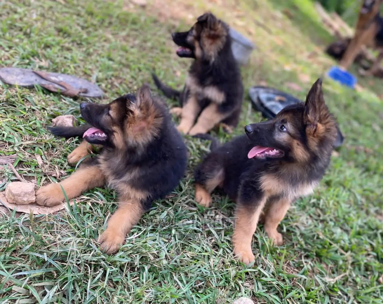 3-6 Month Female Purebred German Shepherd