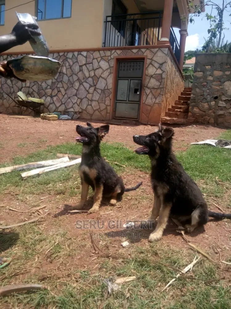3-6 Month Male Purebred German Shepherd
