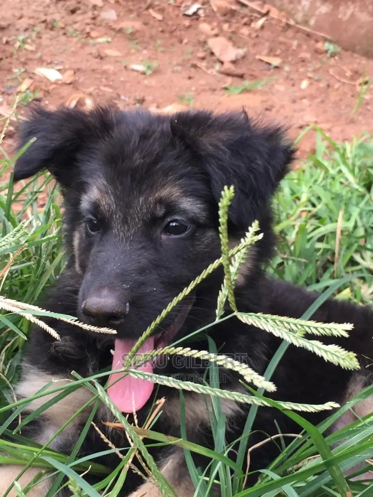 3-6 Month Male Purebred German Shepherd