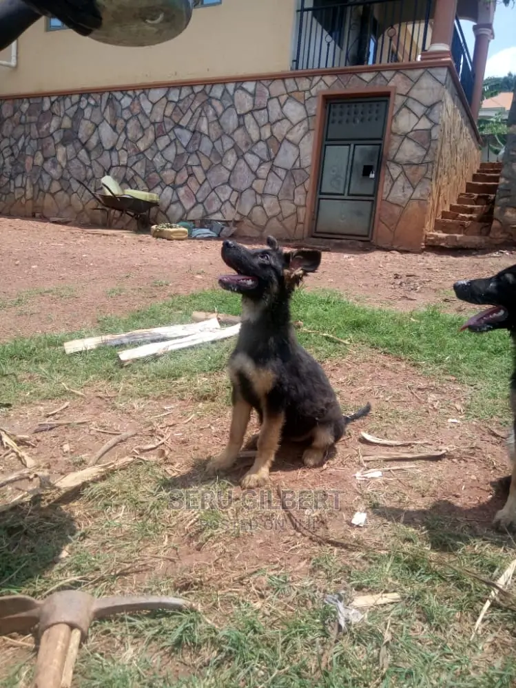 3-6 Month Male Purebred German Shepherd