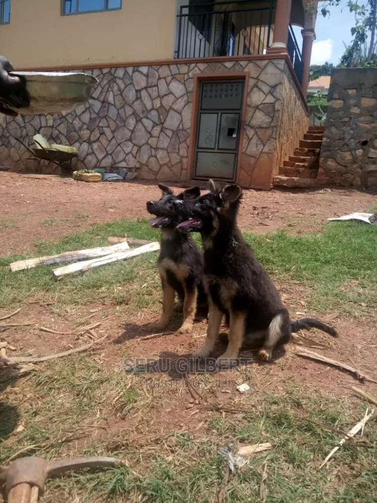 3-6 Month Male Purebred German Shepherd