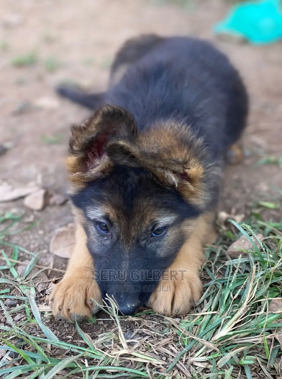 1-3 Month Female Purebred German Shepherd