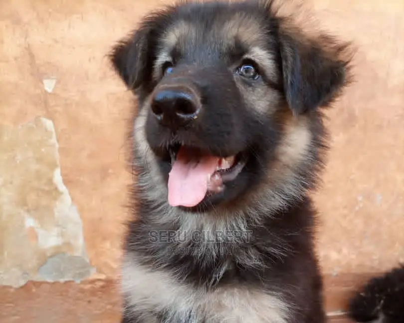 0-1 Month Female Purebred German Shepherd