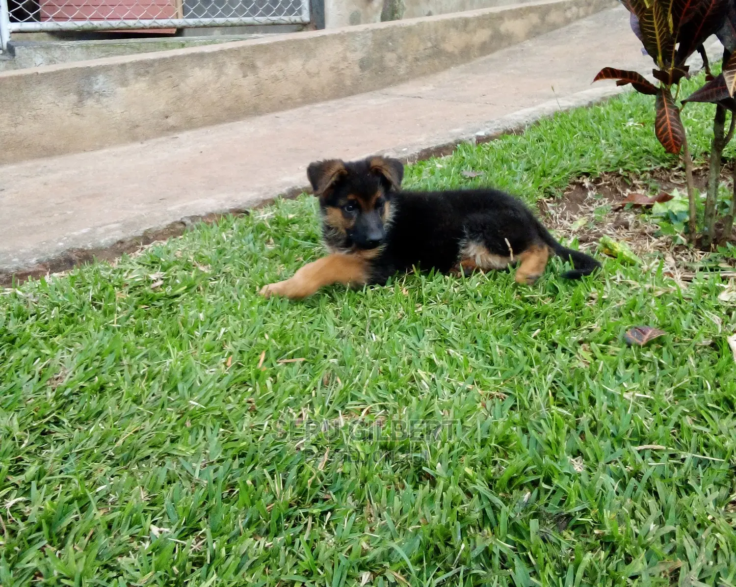 1-3 Month Male Purebred German Shepherd