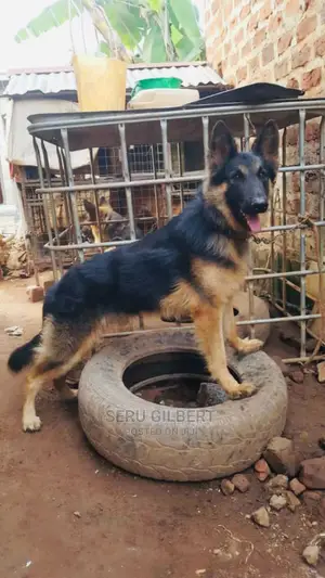 1-3 Month Male Purebred German Shepherd