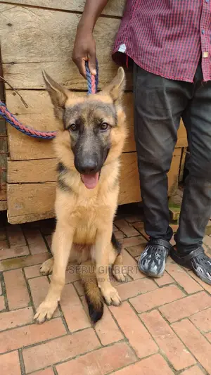 1-3 Month Male Purebred German Shepherd