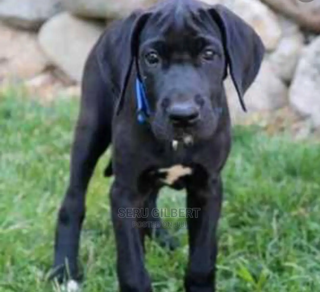 1-3 Month Male Purebred Boerboel