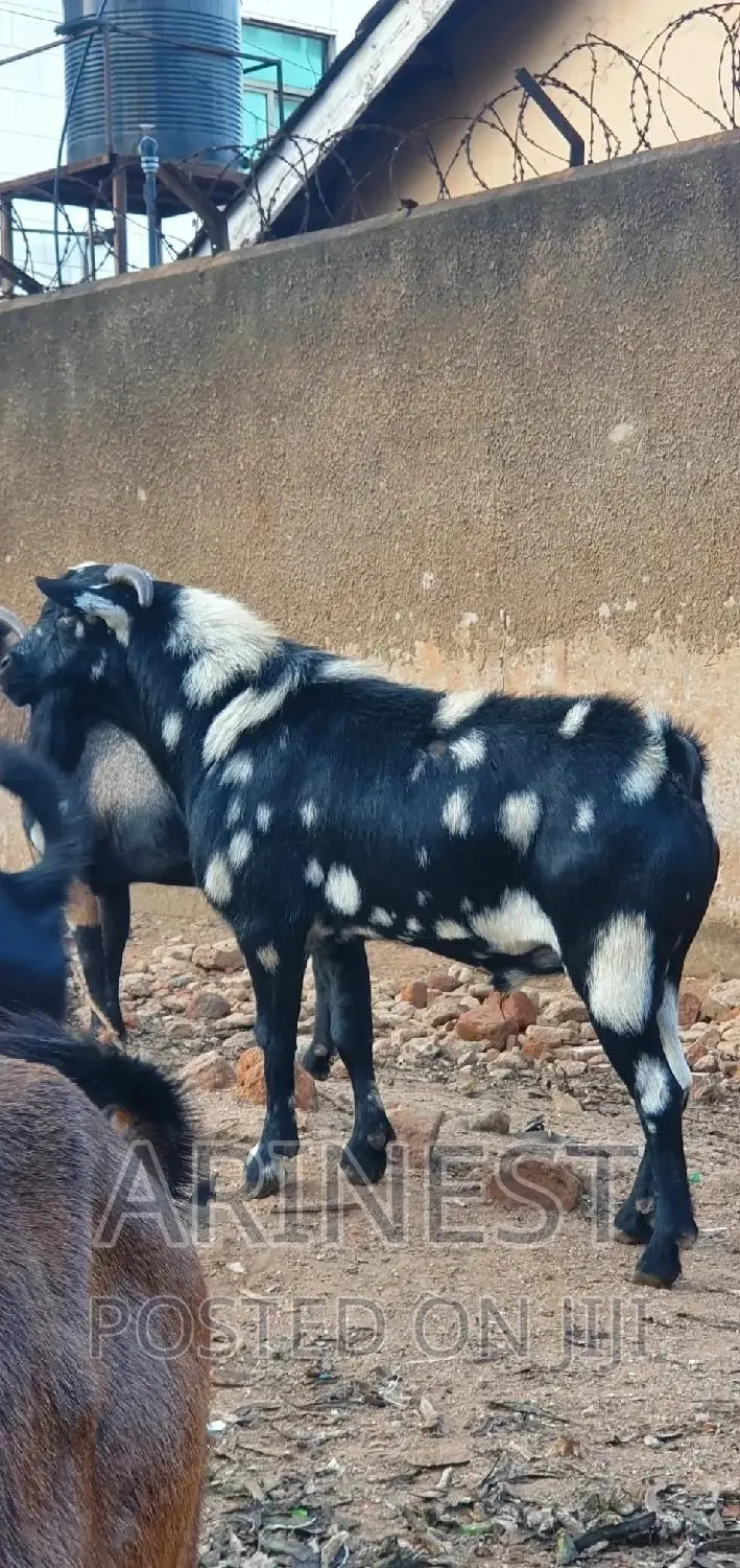 Big Male Kitanga
