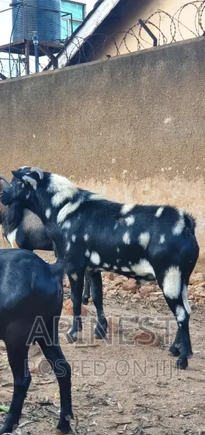 Big Male Kitanga