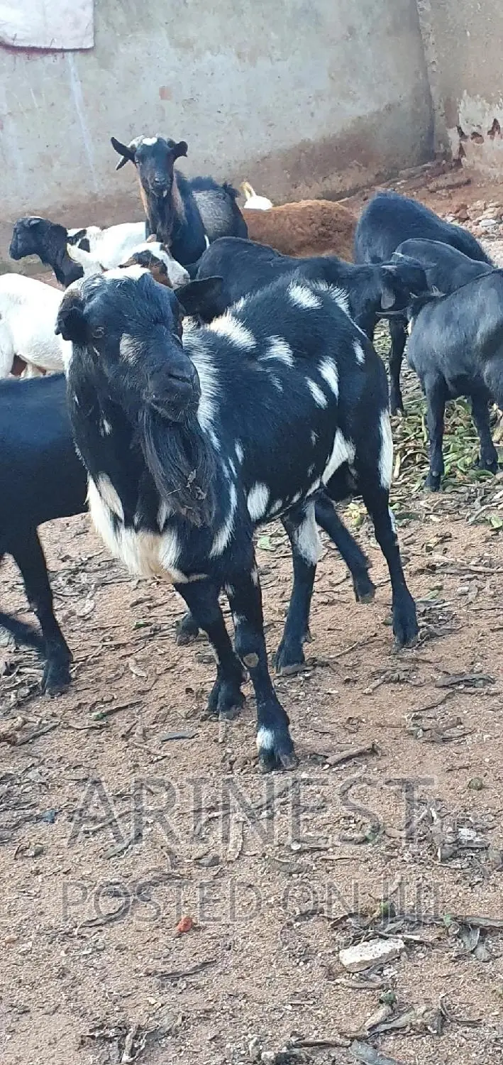 Big Male Kitanga