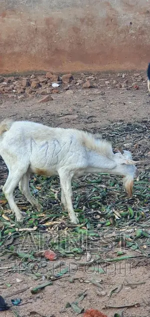 White Male Goat
