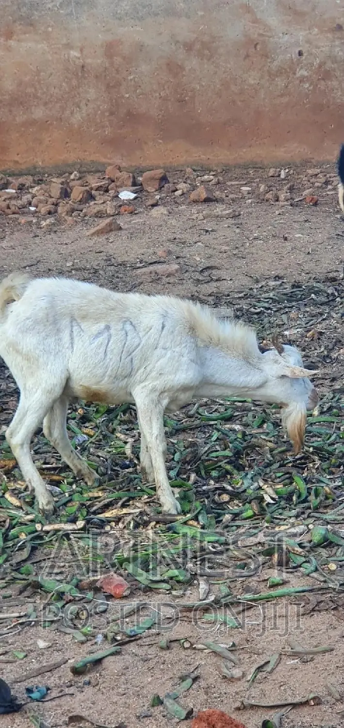 White Male Goat