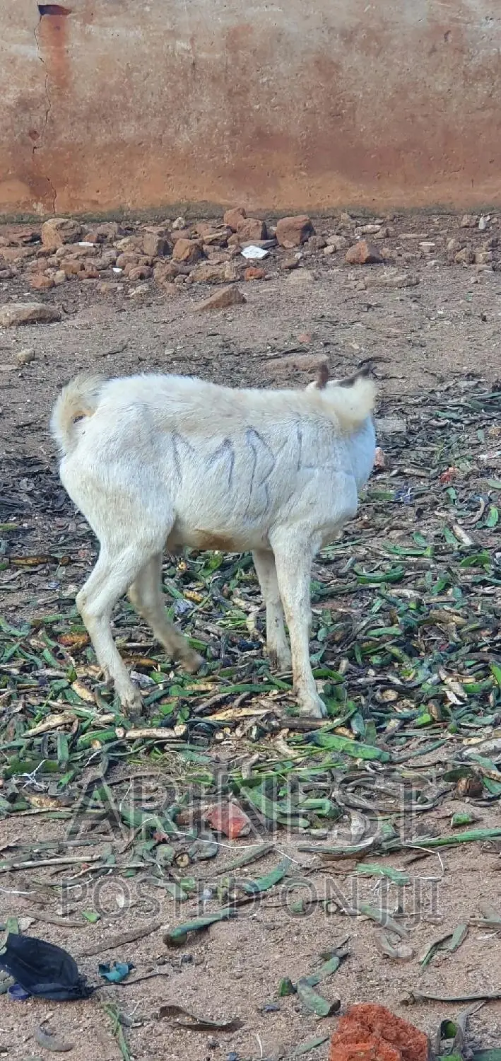 White Male Goat