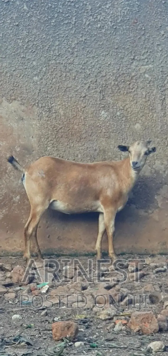 Female Savanna Goat