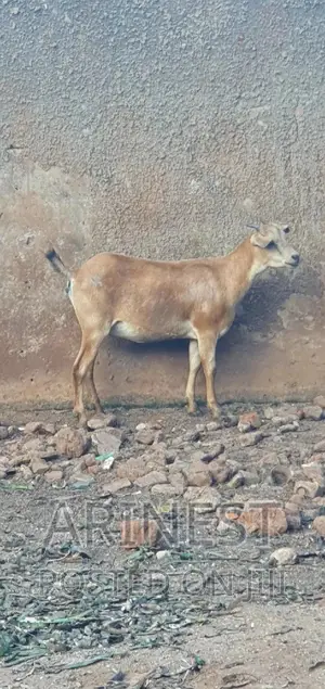Female Savanna Goat