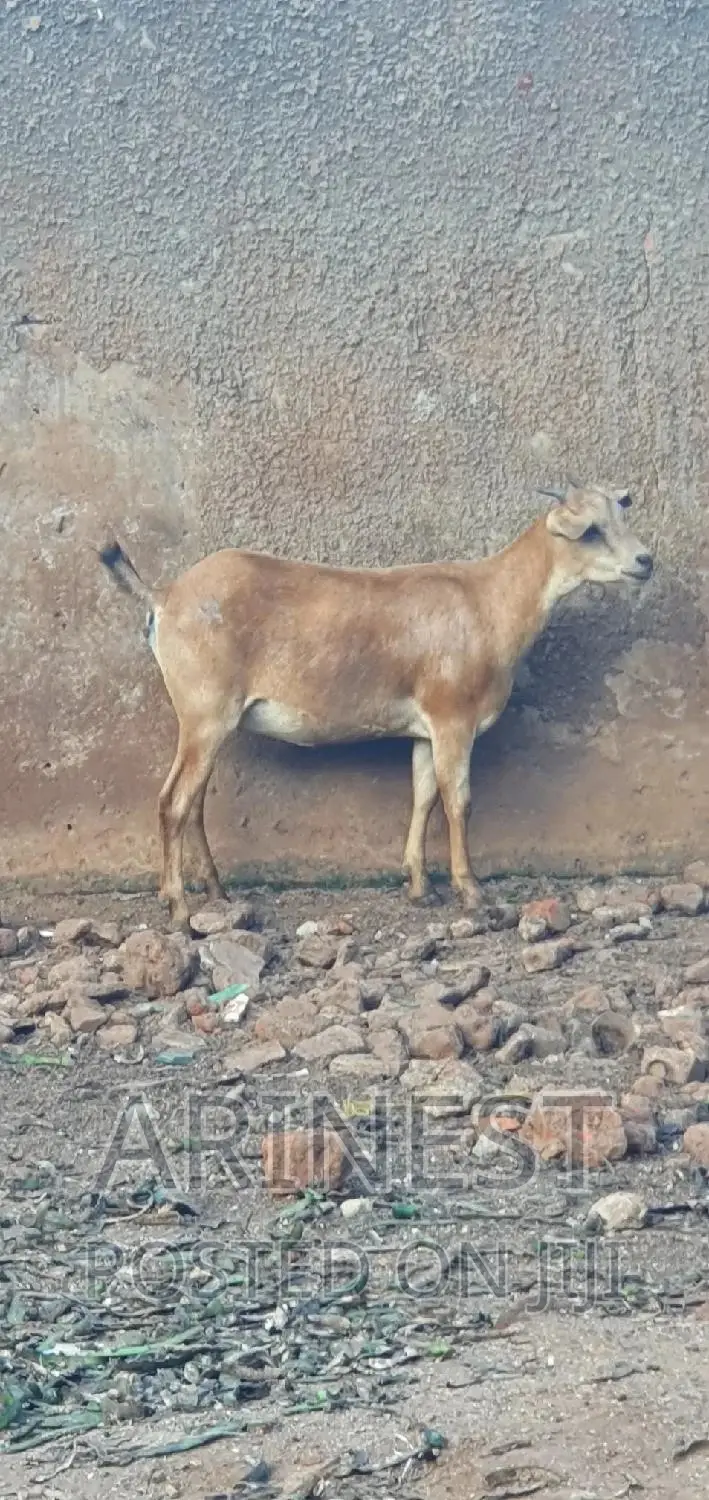 Female Savanna Goat