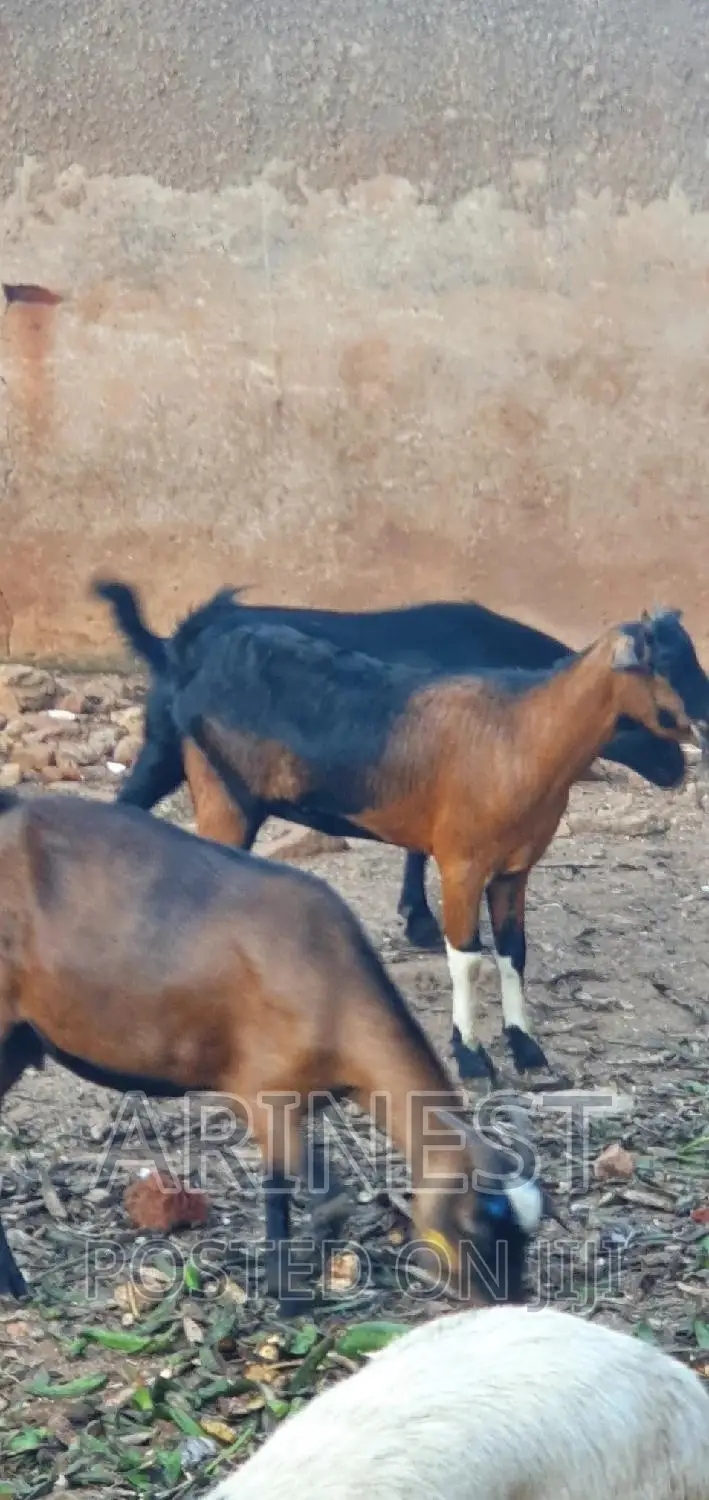 Cross Breed Savanna and Local Breed