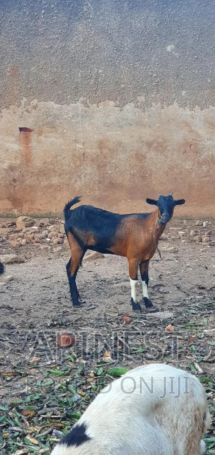 Cross Breed Savanna and Local Breed