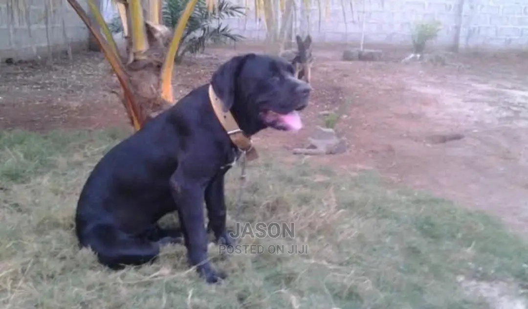 1-3 Month Male Purebred Bullmastiff