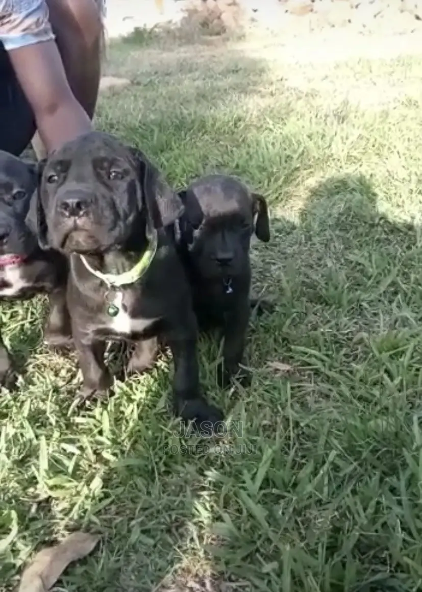 1-3 Month Male Purebred Bullmastiff