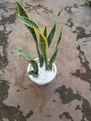 Indoor and Outdoor Potted Plants