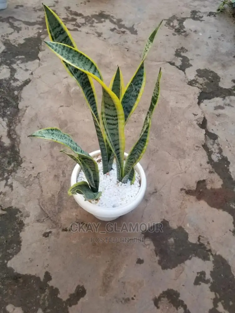 Indoor and Outdoor Potted Plants