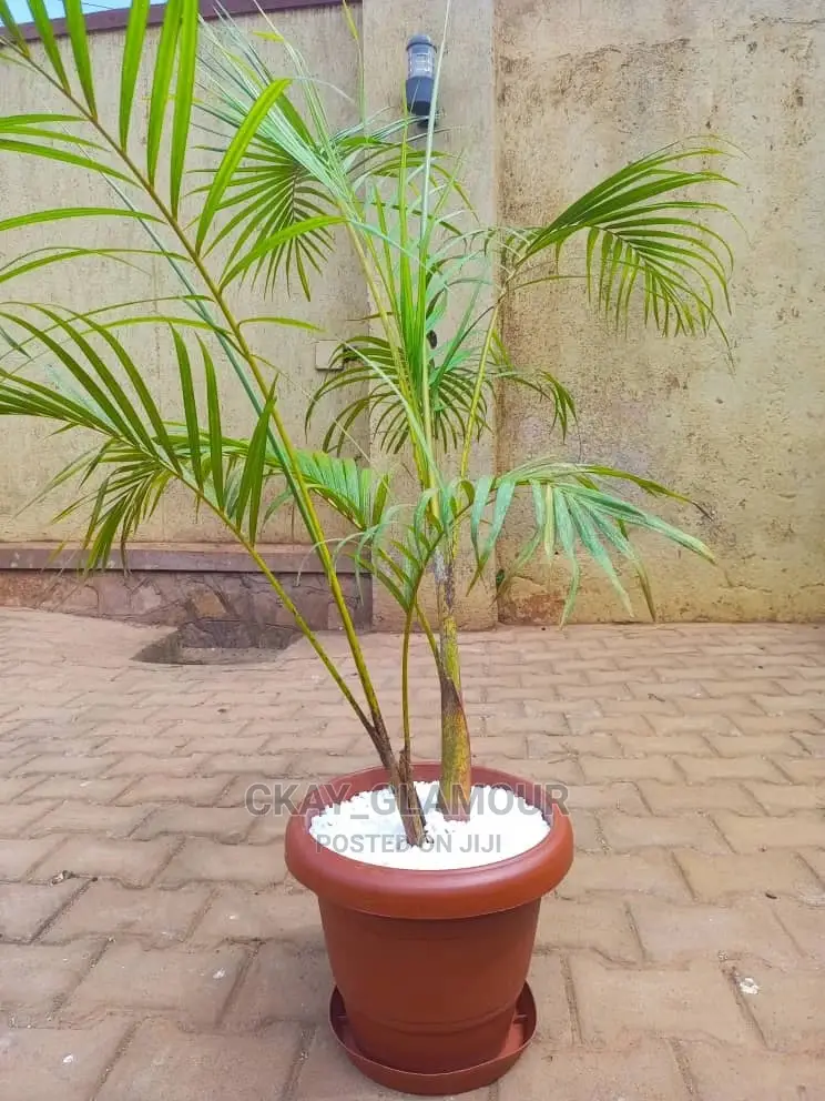 Indoor and Outdoor Potted Plants