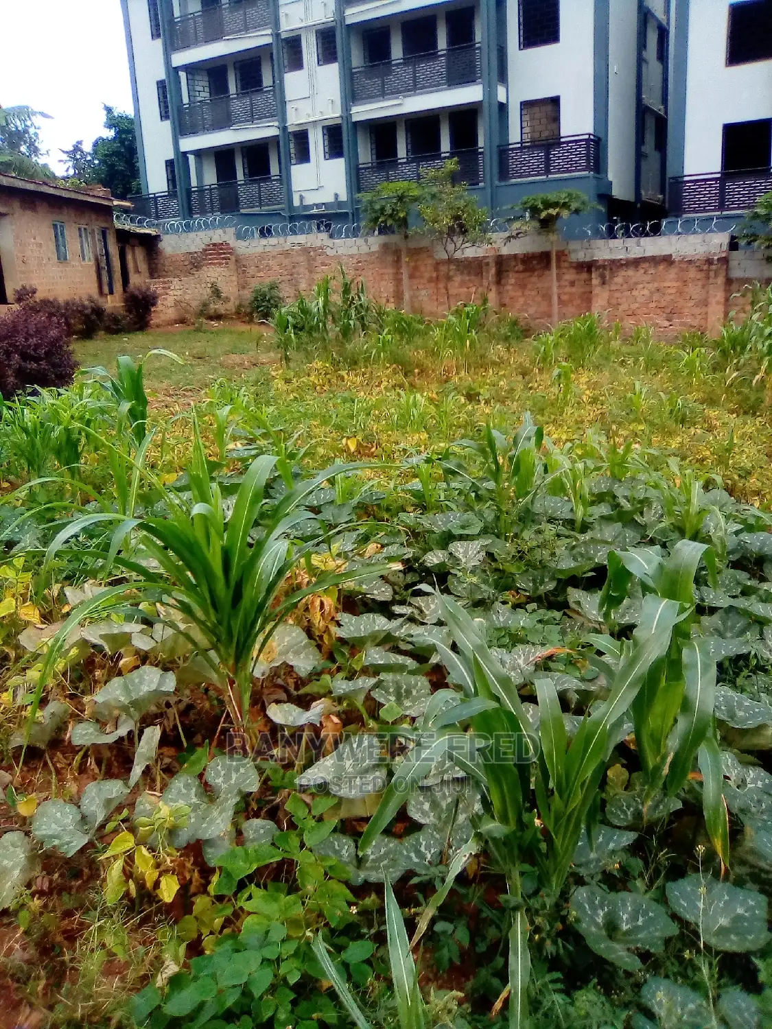 100/100 Plot for Sale in Namugongo Mbalwa