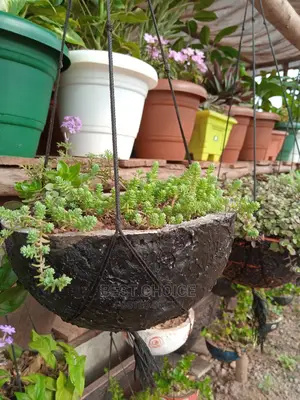 Concrete Planters/Beautiful Potted Plants to Add Home Beauty