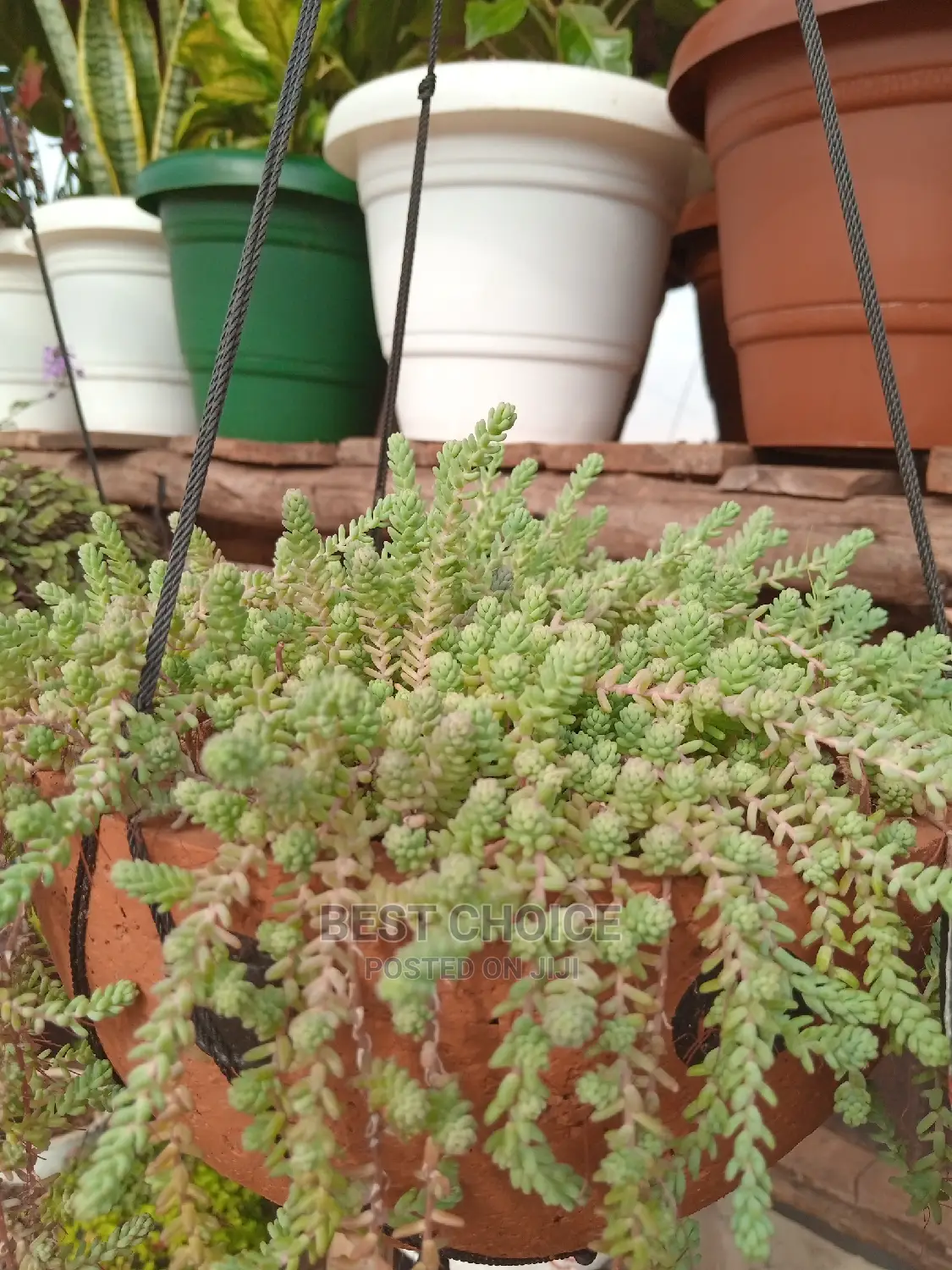 Concrete Planters/Beautiful Potted Plants to Add Home Beauty