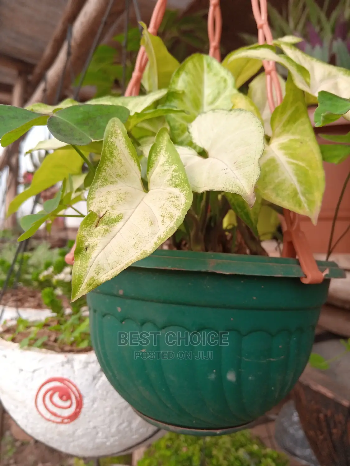 Concrete Planters/Beautiful Potted Plants to Add Home Beauty
