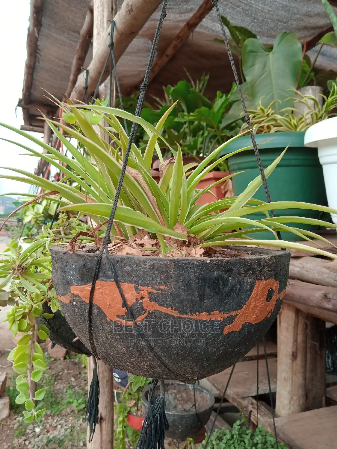 Concrete Planters/Beautiful Potted Plants to Add Home Beauty