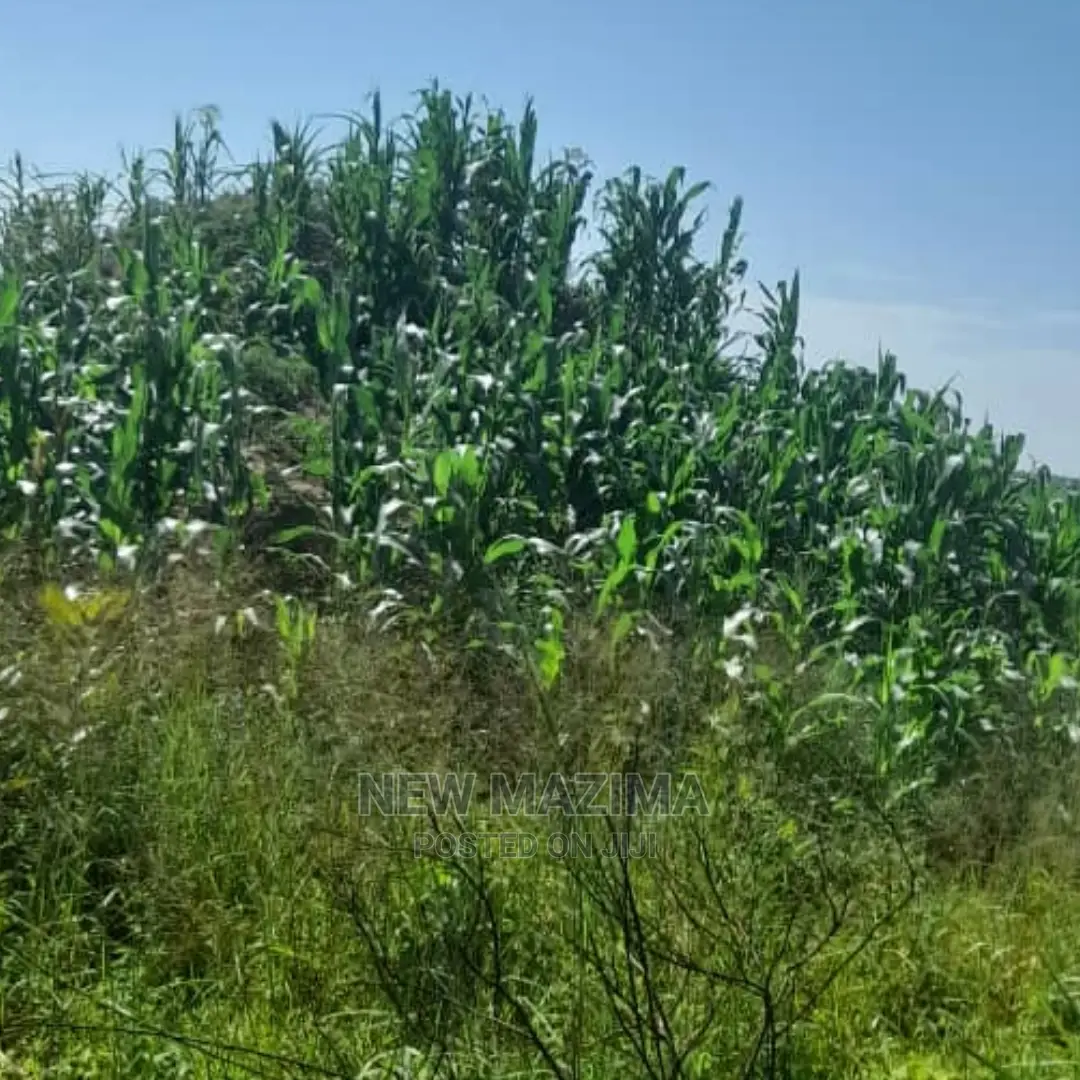 83 Acre on Quicksale in Heart of Luwero Lukiizi With Titled