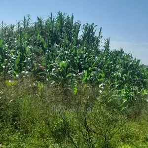 83 Acre on Quicksale in Heart of Luwero Lukiizi With Titled