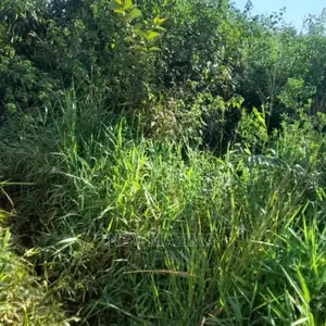 83 Acre on Quicksale in Heart of Luwero Lukiizi With Titled
