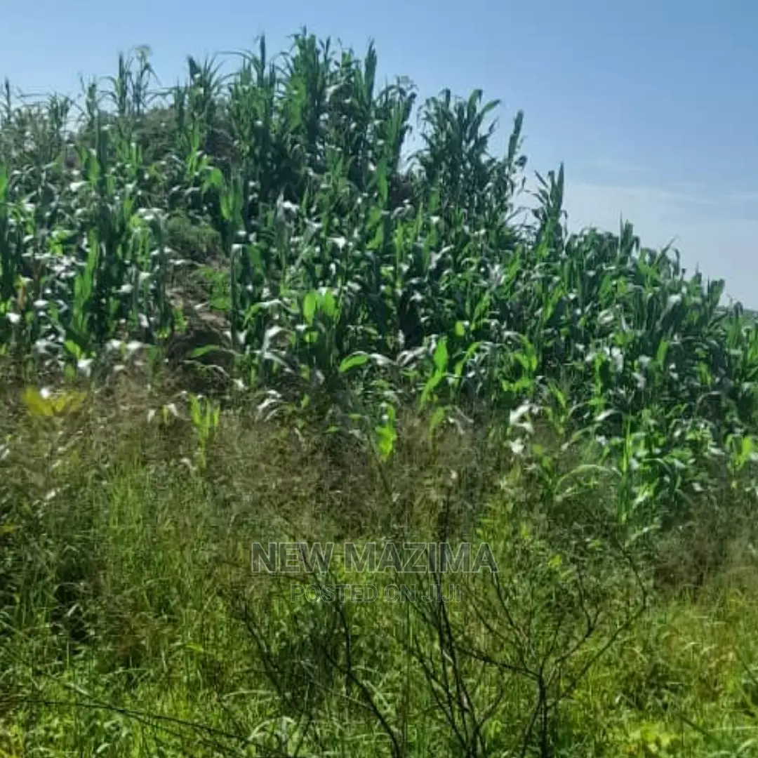 83 Acre on Quicksale in Heart of Luwero Lukiizi With Titled
