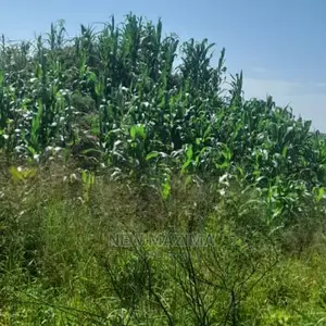 83 Acre on Quicksale in Heart of Luwero Lukiizi With Titled