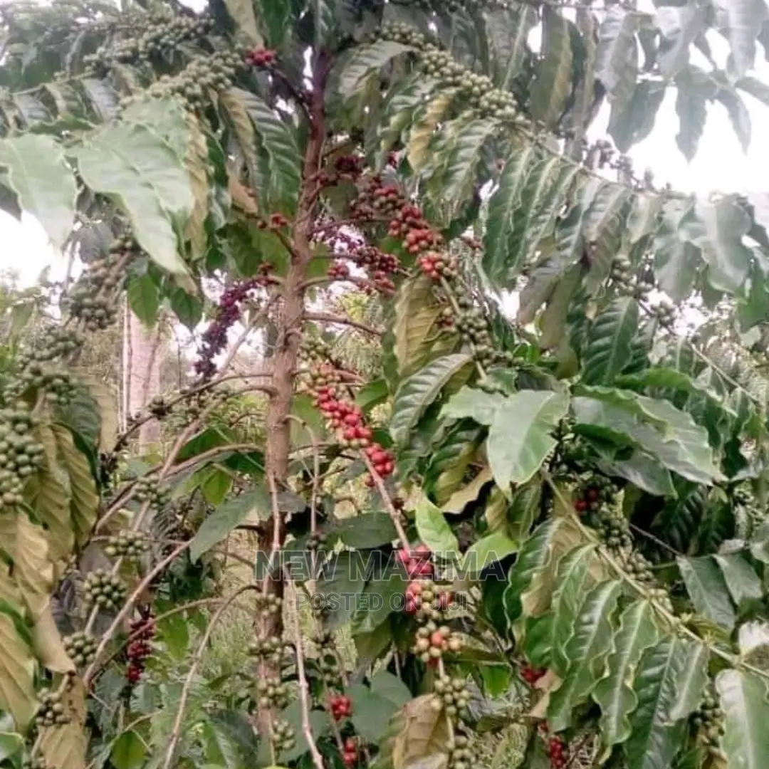 83 Acre on Quicksale in Heart of Luwero Lukiizi With Titled