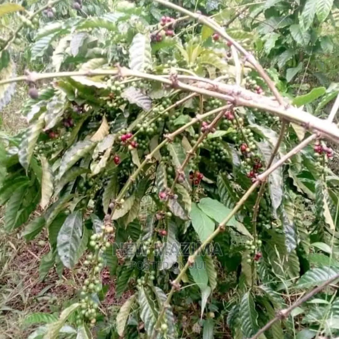 83 Acre on Quicksale in Heart of Luwero Lukiizi With Titled