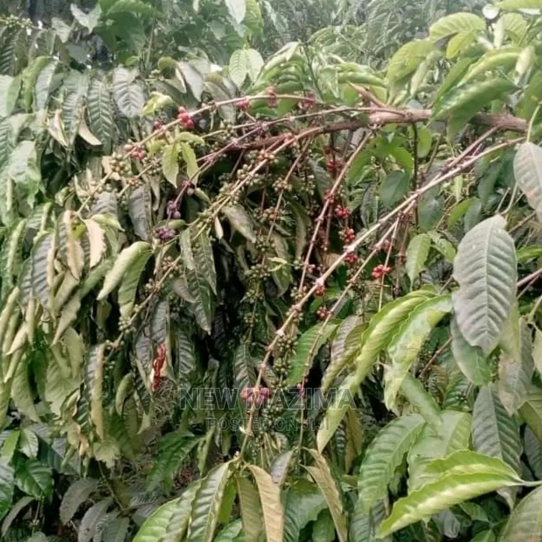 83 Acre on Quicksale in Heart of Luwero Lukiizi With Titled