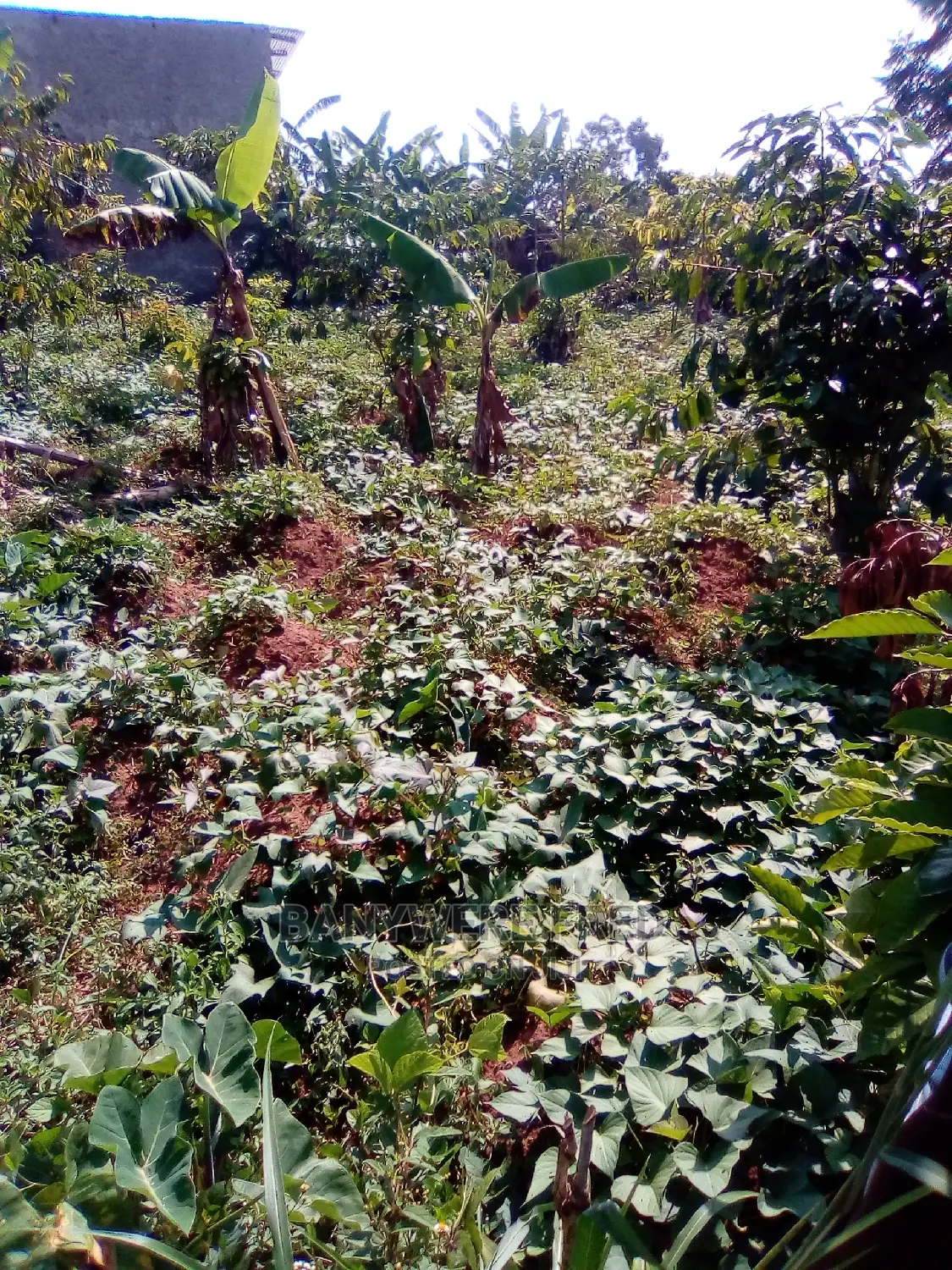 70/80 Plot for Sale in Kyampisi