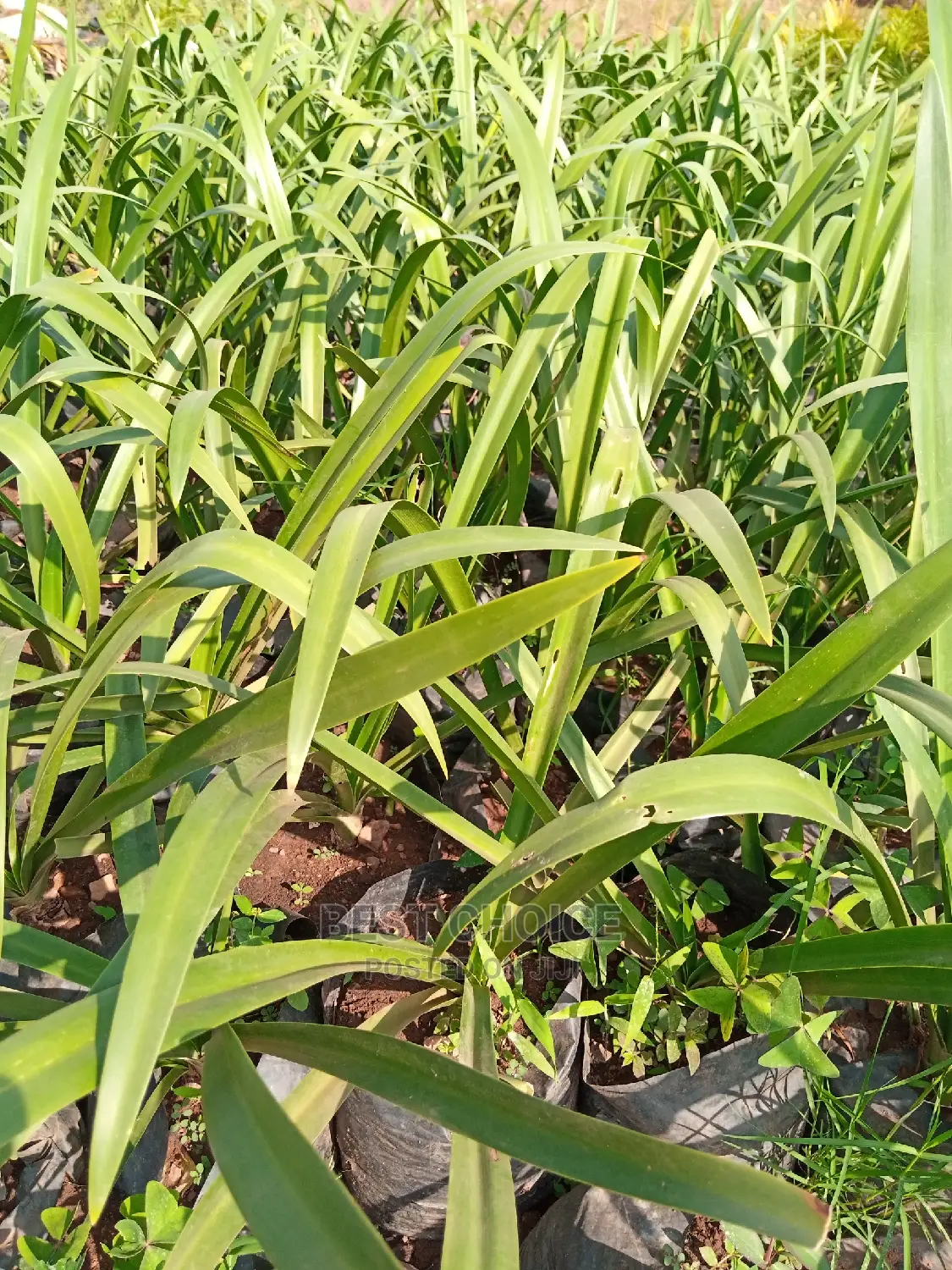 Montana, Alcaria and More Species Available at Our Garden