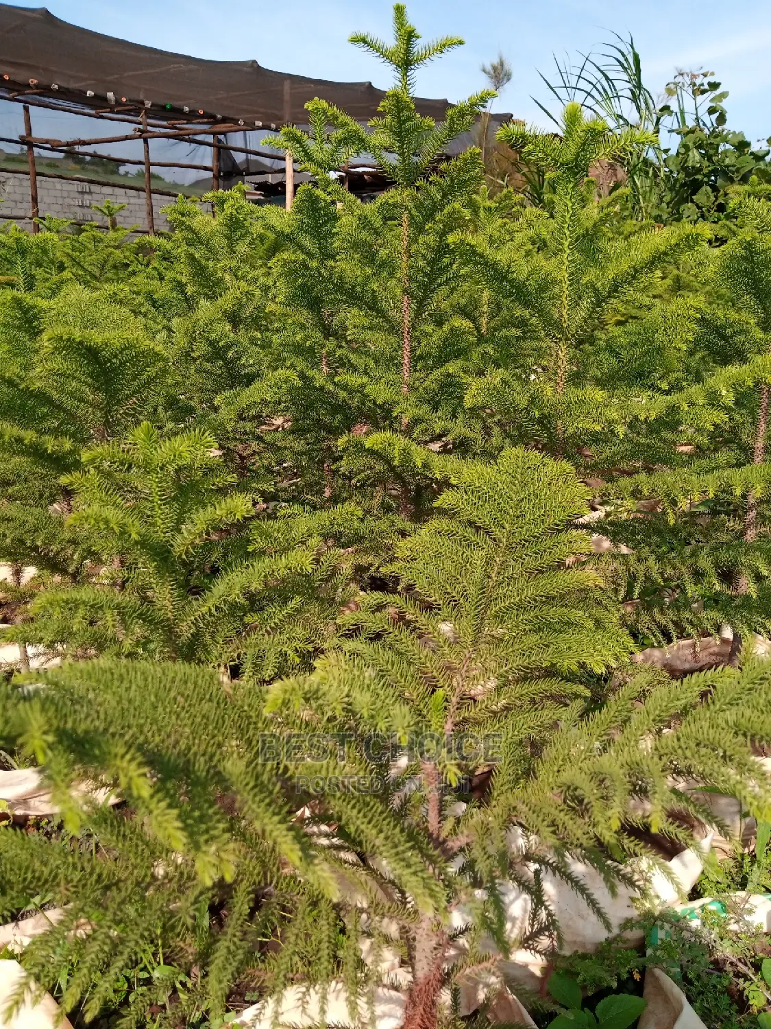 Montana, Alcaria and More Species Available at Our Garden