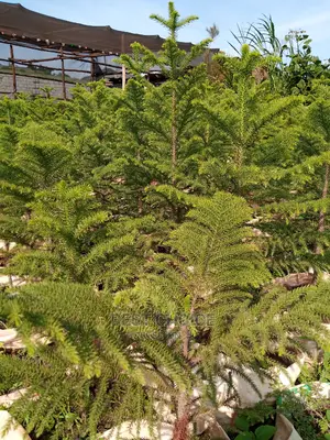Montana, Alcaria and More Species Available at Our Garden