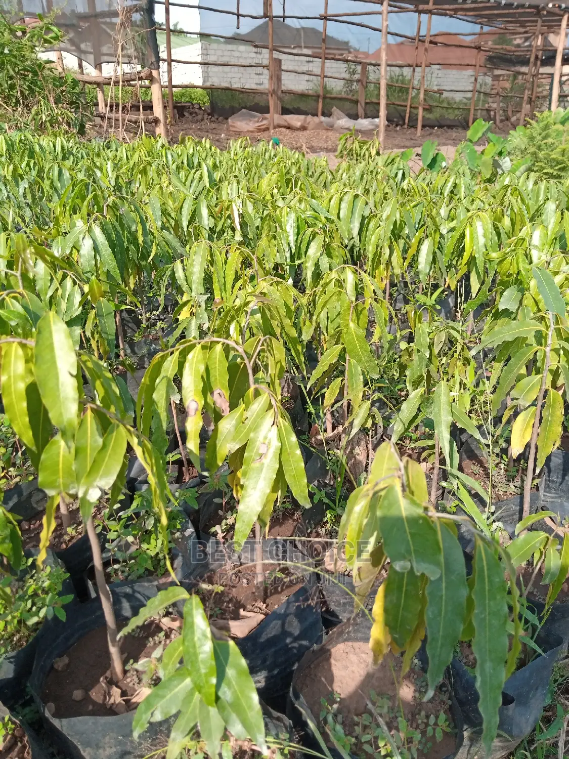 Montana, Alcaria and More Species Available at Our Garden